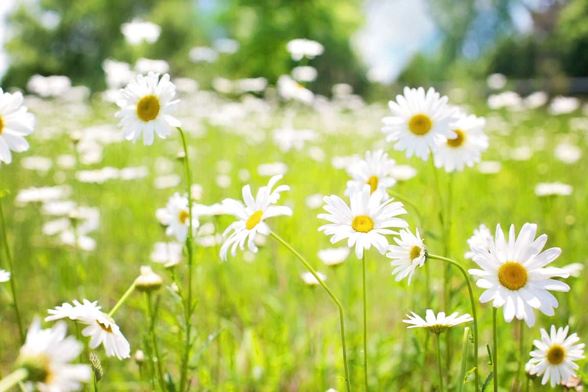 Field of Daisies